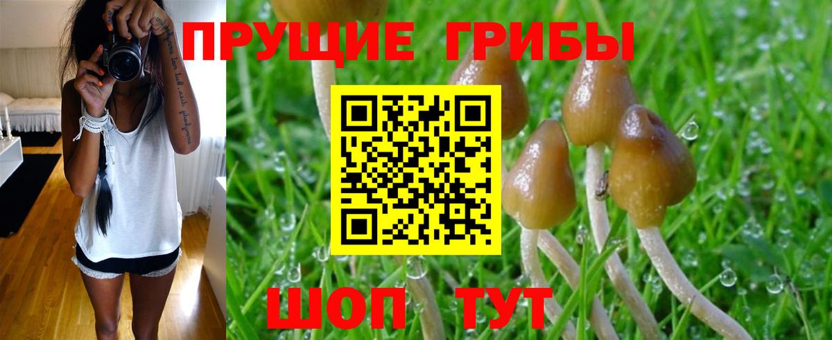 Нальчик  Галлюциногенные грибы Cubensis  Вход с VPN 
